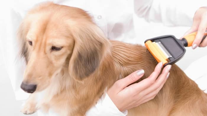  grooming long haired dachshund