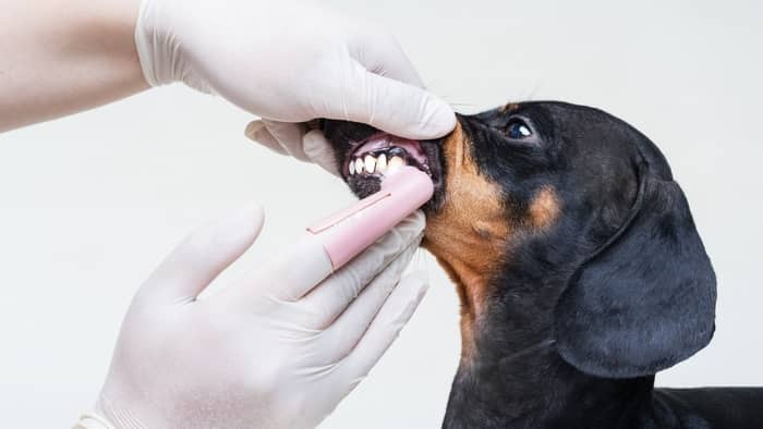  how to get plaque off dog teeth