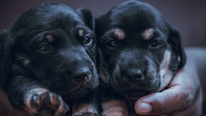  puppy eyesight development