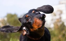16 Awesome Floppy Ear Dog Breeds