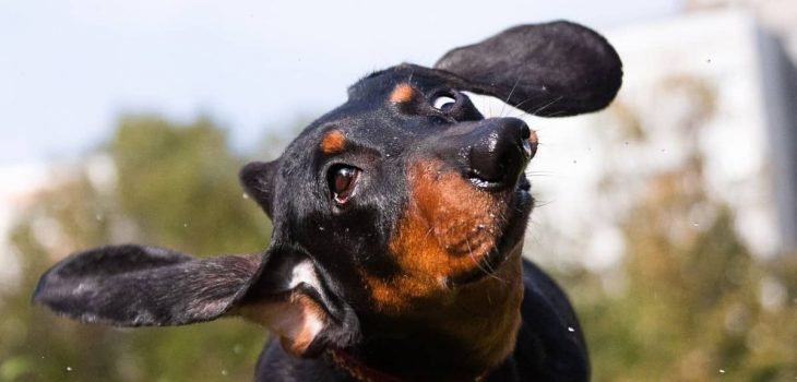 16 Awesome Floppy Ear Dog Breeds