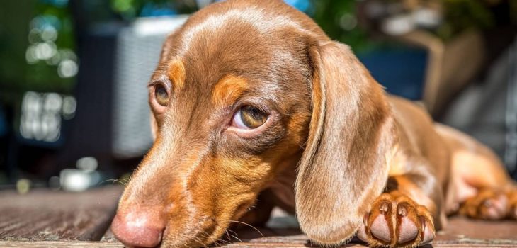 22 Awesome Dog Breeds With Gold Eyes Or Amber Eyes