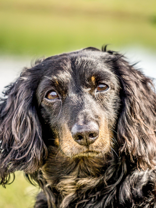 Groomed Long Haired Dachshunds – The Why, How, and When Of Grooming