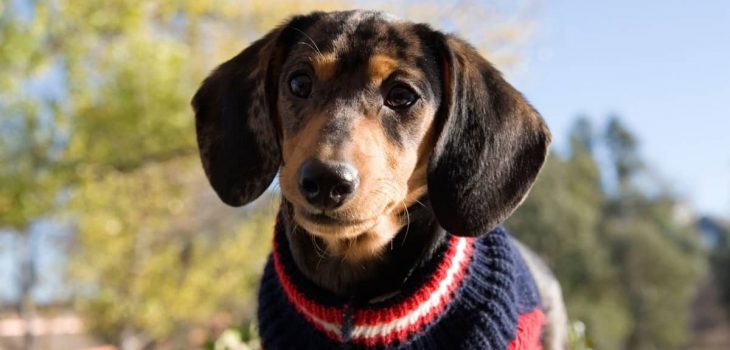 7 Fantastic Dachshund Sweater For Dog