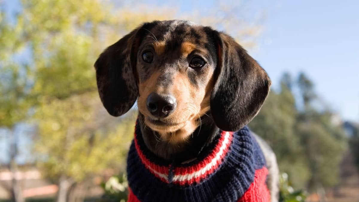 programma beschermen Zonnig 7 Fantastische teckel trui voor hond - lieve teckels
