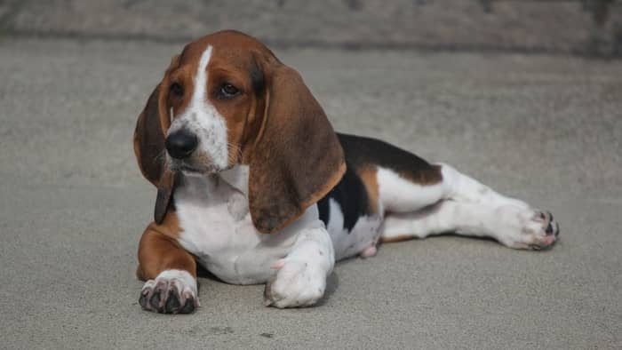 Basset hound