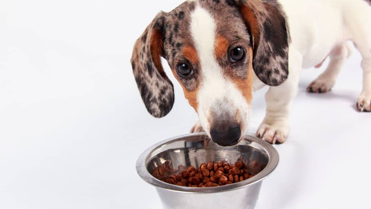 Best Dog Food For Dachshunds With Skin Allergies