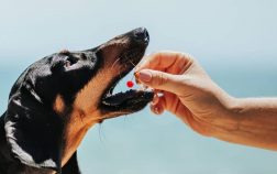 Can Dogs Eat Maraschino Cherries Or Are The Drawbacks Too High?