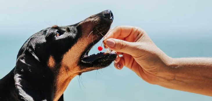 Can Dogs Eat Maraschino Cherries Or Are The Drawbacks Too High?
