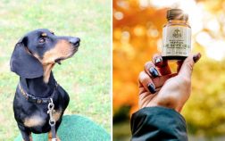 Can Dogs Overdose On CBD And How To Avoid CBD Toxicity?