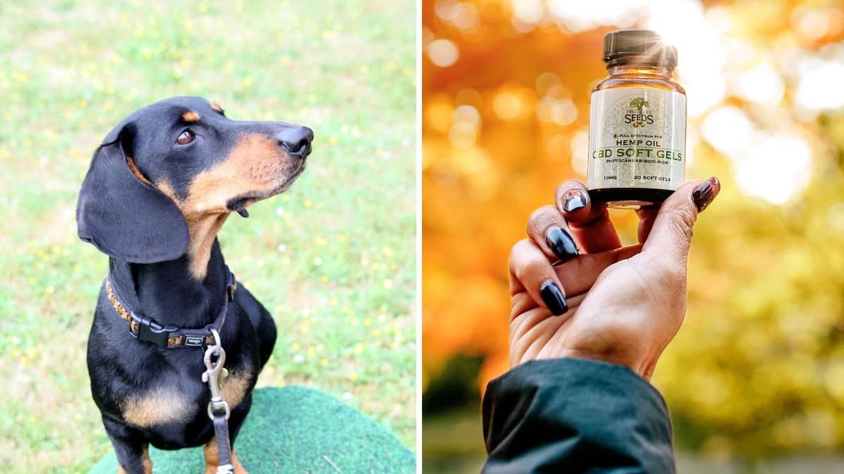 Can Dogs Overdose On CBD And How To Avoid CBD Toxicity?