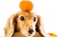 Can I Give My Dog Orange Juice Or Is it Dangerous?