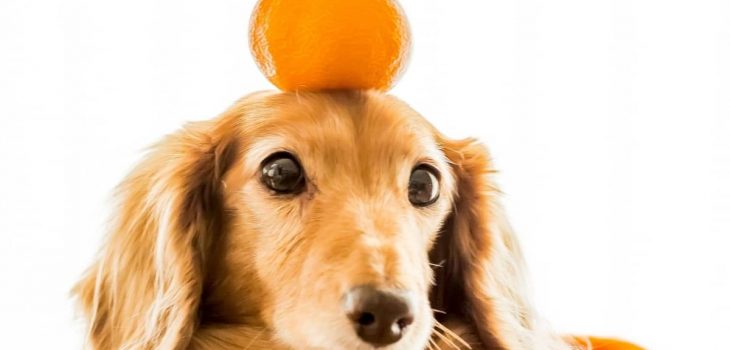 Can I Give My Dog Orange Juice Or Is it Dangerous?