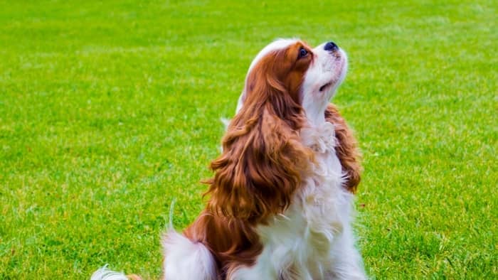 Cavalier King Charles Spaniel