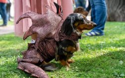 Dachshunds In Minion Costumes, Star Wars Outfits, And More
