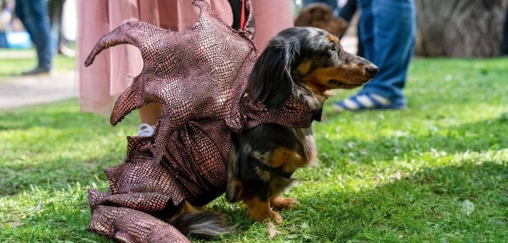Dachshunds In Minion Costumes, Star Wars Outfits, And More