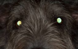 Dog Eye Reflection Color Chart And Why Dogs’ Eyes Glow In Different Colors