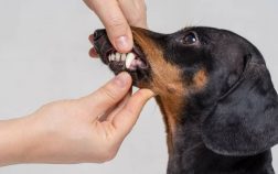 Dog Teeth Cleaning Anesthesia Cost, Benefits, And Risks