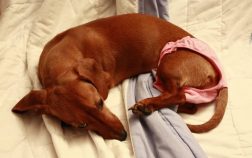 How Long Do Dachshunds Stay In Heat And Everything Else You Need To Know