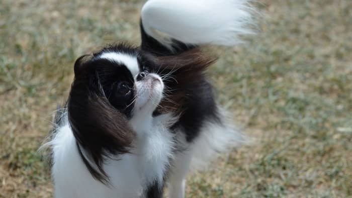 Japanese Chin