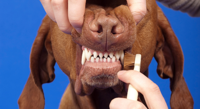6 Easy Home Remedies To Get Tartar Off Dog’s Teeth
