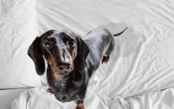 My Dog Peed On My Bed For The First Time – What Should I Do?