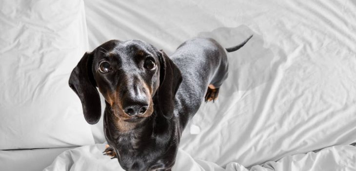 My Dog Peed On My Bed For The First Time – What Should I Do?
