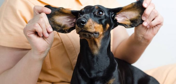 Small Dog Breeds With Big Ears That Would Brighten Your Life