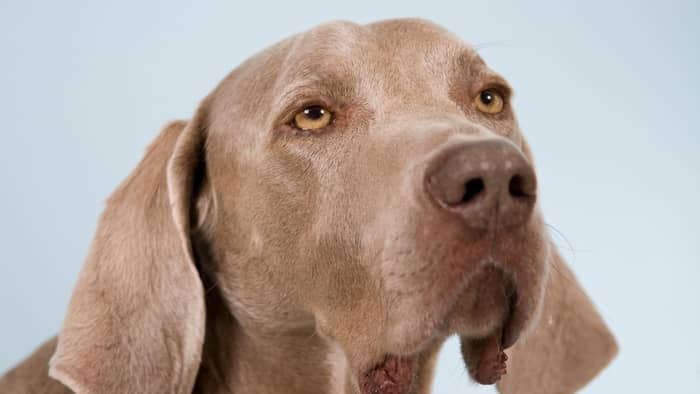 Weimaraner