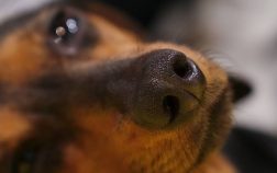 What Does It Mean If Your Dog’s Nose Is Dry And Is It Serious?