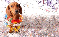 When Is National Dachshund Day And How To Celebrate It?