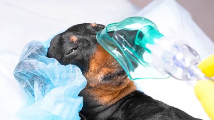  anesthesia dog teeth cleaning