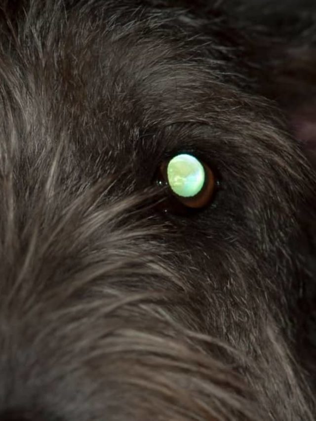 Dog Eye Reflection Color Chart