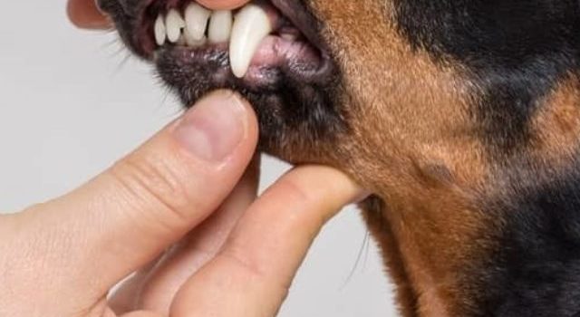Dog Teeth Cleaning Anesthesia Cost, Benefits, And Risks