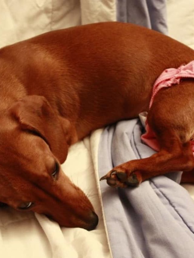 How Long Do Dachshunds Stay In Heat?