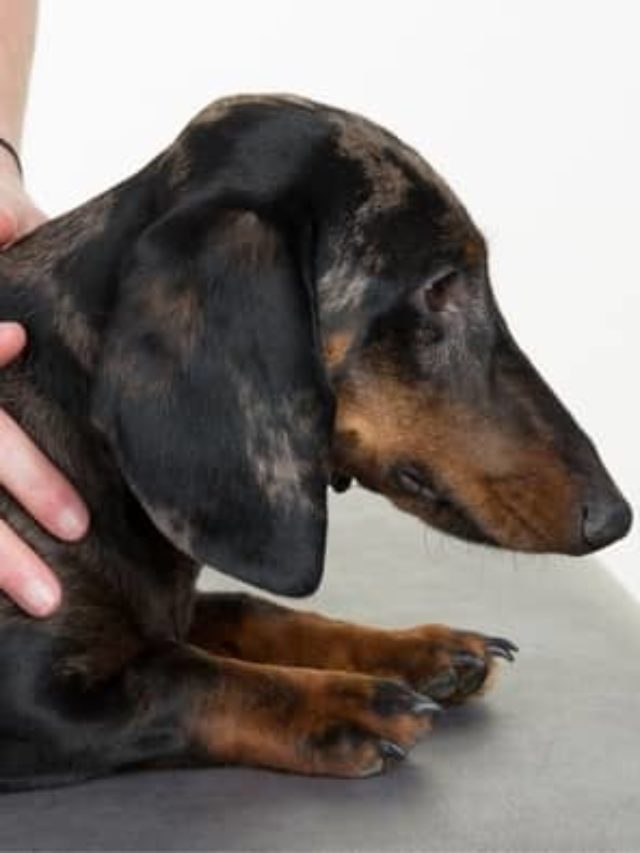 how long does it take a dog to recover from a slipped disc
