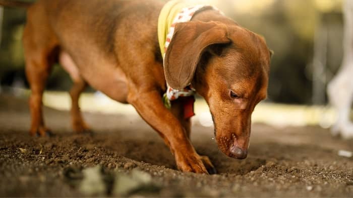 dachshund digging in the ground