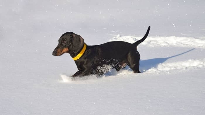 dachshund swimming