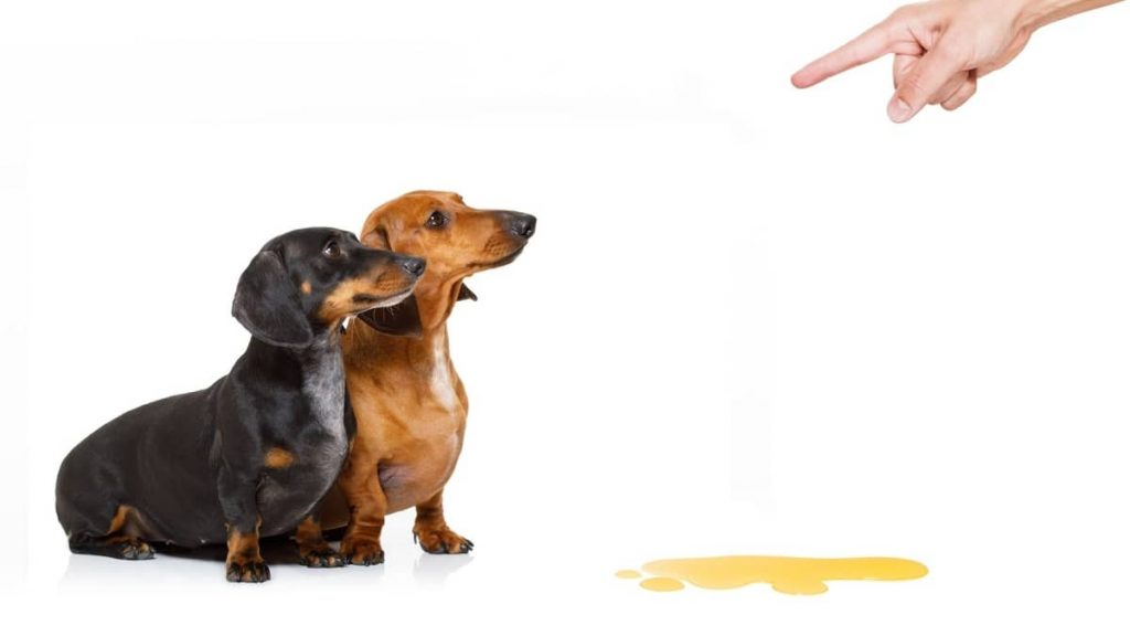potty training your dachshund