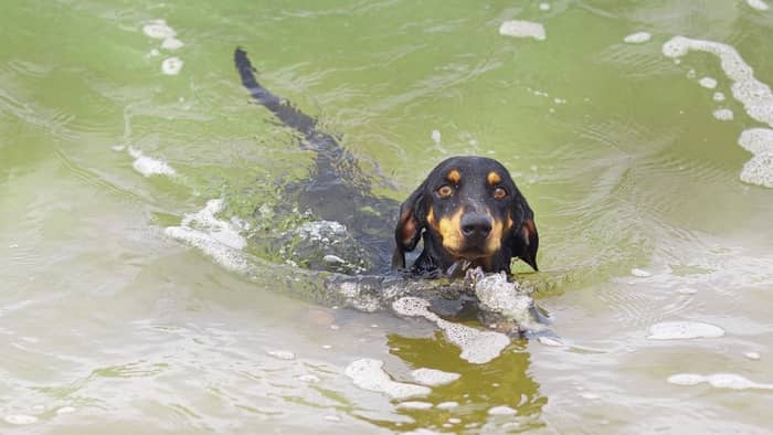 dachshund swimming
