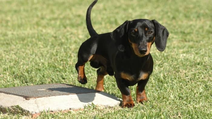 when marking territory, dogs tend to spray small quantities of pee in various different locations