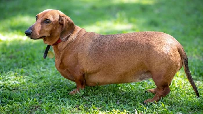 dachshund with obesity
