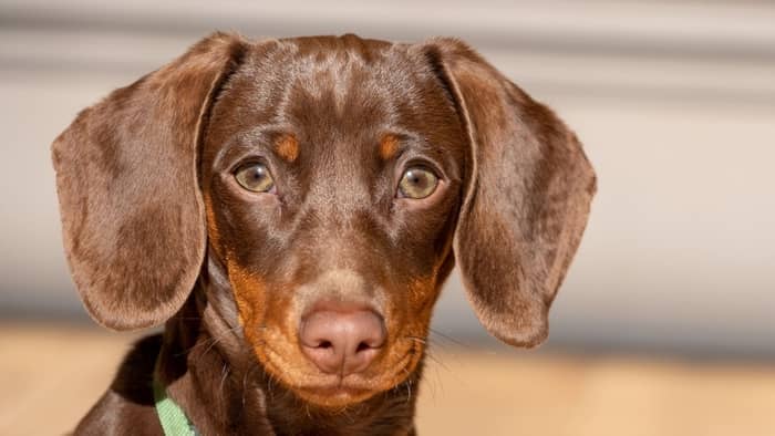 what breed of dogs have golden eyes