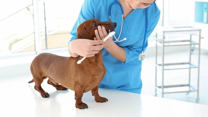 Dog Teeth Cleaning Anesthesia Cost, Benefits, And Risks