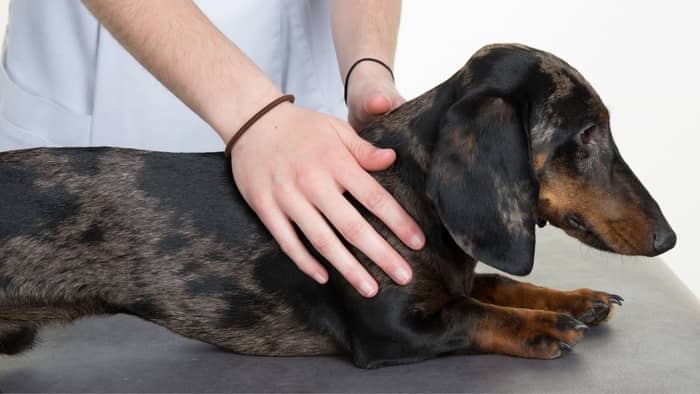 Dog Slipped Disc Recovery Without Surgery – Is It Possible And How?