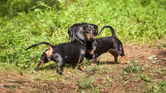  how long do dachshunds stay in heat