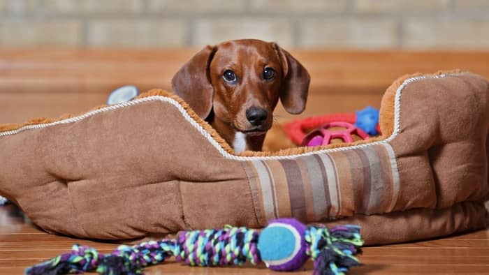  keep a dog off bed while away