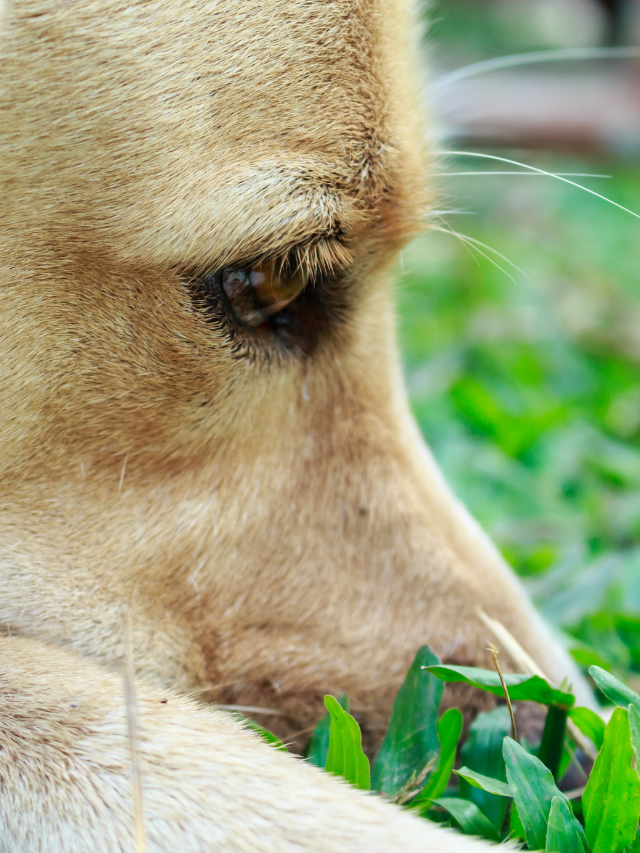 Can Dogs Eyes Change Colour