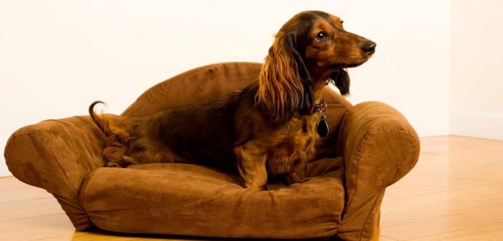 7 Top Burrow Beds For Dachshunds