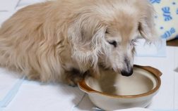 Best Dog Food For Miniature Dachshund Dogs To Keep Them Healthy